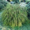 Thuja%20plicata%20Whipcord02s