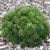Pinus%20uncinata%20Grune%20Welle01s