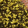 Jasminum nudiflorum 04
