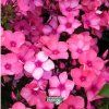 phlox f.orange r.1m1