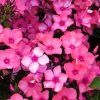 Phlox%20paniculata%20Orange%20Rose%2006s