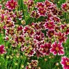 coreopsis ruby frost1m1