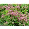 Eupatorium Phantom 02