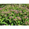 Eupatorium Phantom 01