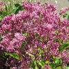 Eupatorium Phantom 02 1 1