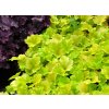 Heuchera%20Electra%2001