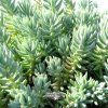 sedum blue sp.1m1
