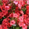 phlox flame w.1m1