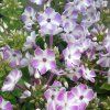 phlox lila1m1