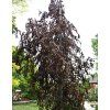 Fagus%20sylvatica%20Black%20Swan