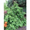 Picea%20abies%20Acrocona%2001
