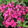 phlox summer red1m1