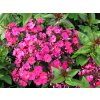 Phlox%20paniculata%20Summer%20Red%2005