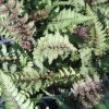 Athyrium%20nipponicum%20Burgundy%20Lace06s