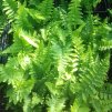 Dryopteris%20affinis%20Crispa01s