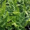 Dryopteris%20affinis01s