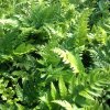 Polystichum%20rigens03s