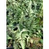 Athyrium%20nipponicum%20Silver%20Falls01