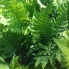 Dryopteris%20cycadina02s