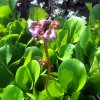 Bergenia%20cordifolia%20Soeshine%20Rose02s