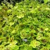 heuchera solar power1m1