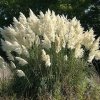 cortaderia white1m1