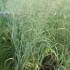 Panicum%20virgatum%20Haevy%20Metal01s