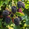 Rubus%20fruticosus