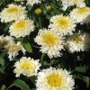 Leucanthemum%20maximum%20Luna04s