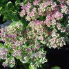 sedum surr.rose1m1
