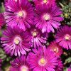 delosperma%20sundella%20neons