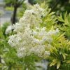 Sambucus%20Golden%20Tower02a