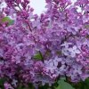 Syringa%20persica01s