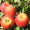 Malus%20Red%20Spring01s