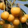 Prunus%20avium%20Donissenova01s