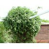 Lonicera%20henryi%2001