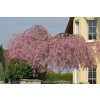 Prunus%20subhirtella%20Pendula%20Rubra%2014