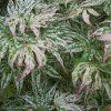 Acer%20palmatum%20Ukigumo01s