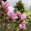 Magnolia Pinkie Vos Kosar 01