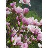 Magnolia Pinkie Vos Kosar 03
