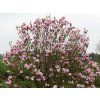 Magnolia Pinkie Vos Kosar 04