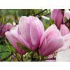 Magnolia Pinkie Vos Kosar 05