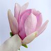 Magnolia Pinkie Vos Kosar 02