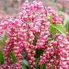 Pieris%20Valley%20Valentine01s