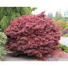 Acer palmatum Shaina 02