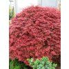Acer palmatum Shaina 03