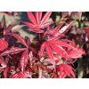 Acer palmatum Shaina 04
