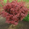 Acer palmatum Shaina