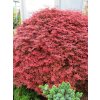 Acer%20palmatum%20Shaina%20031