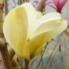 Magnolia%20Yellow%20River%20acuminata%2008s
